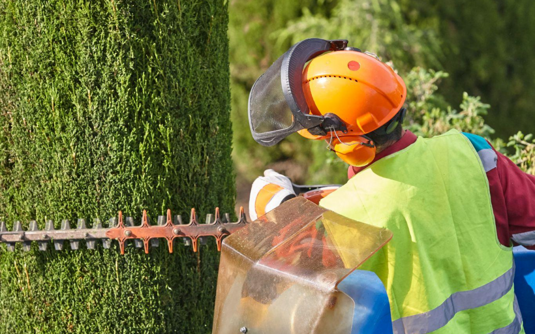 Canopy Care Tips and Tree Trimming Services in Bellingham for Healthier Trees